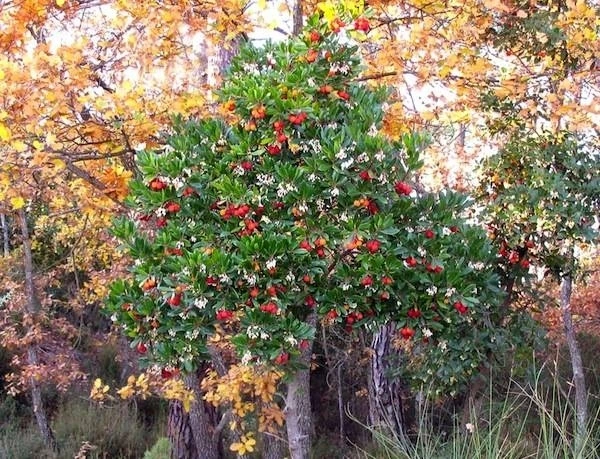 Pianta di corbezzoli nel bardellone