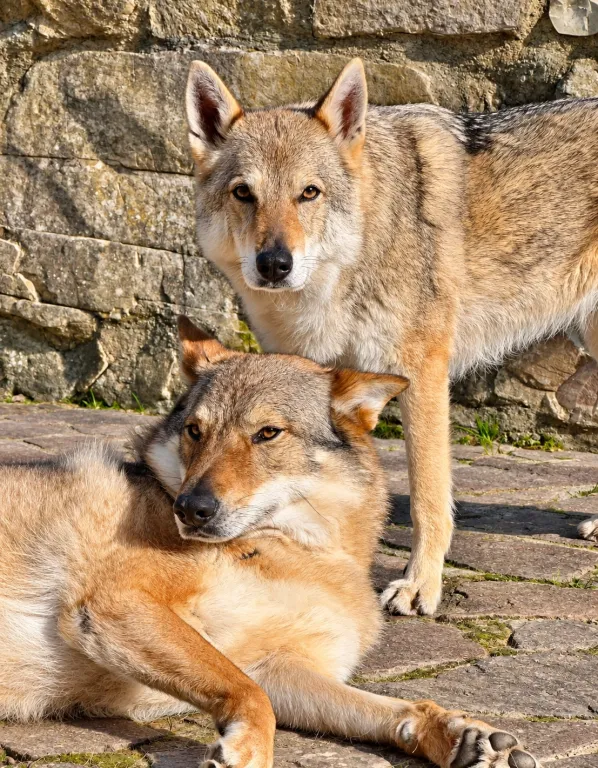 Animali domestici