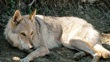 Cane lupo cecoslovacco a riposo all'ombra nel bosco di Montefiesole