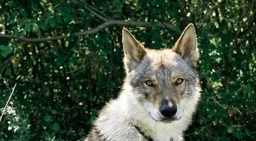 Cane lupo cecoslovacco seduto nel prato verde della tenuta